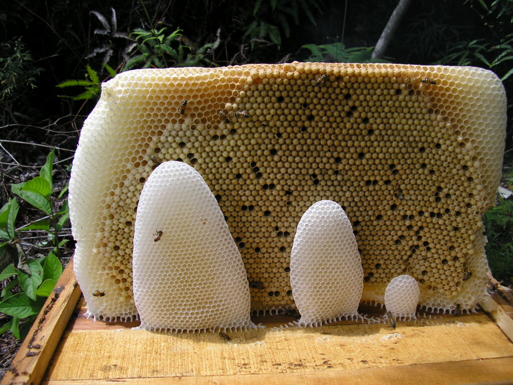 apilarnil embriones de abejas embrioabeja