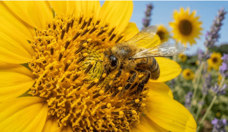 polinización y miel premium Apiario La Esperanza abejas polinizando flores en el campo miel premium resultado de un ecosistema saludable abejízate y cuida a las abejas